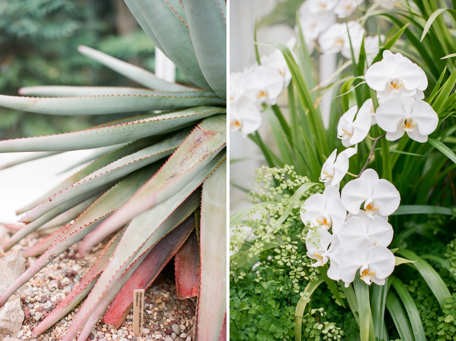 seattle_elopement_location_ideas_12_volunteer_park.jpg