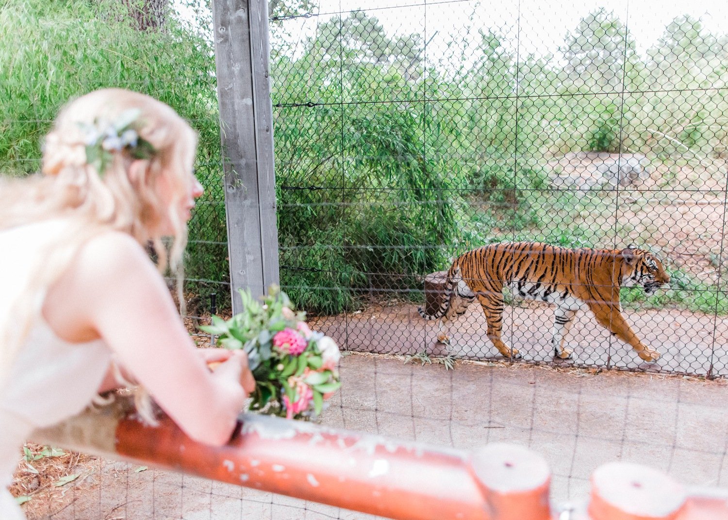 woodland_park_zoo_wedding_tiger_photography_74.jpg