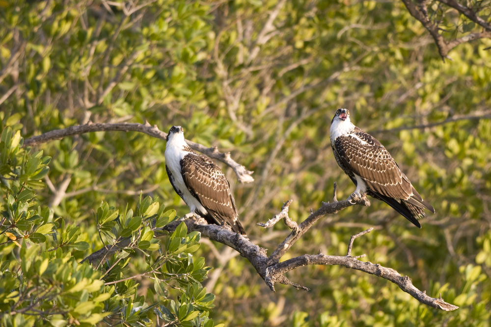 osprey