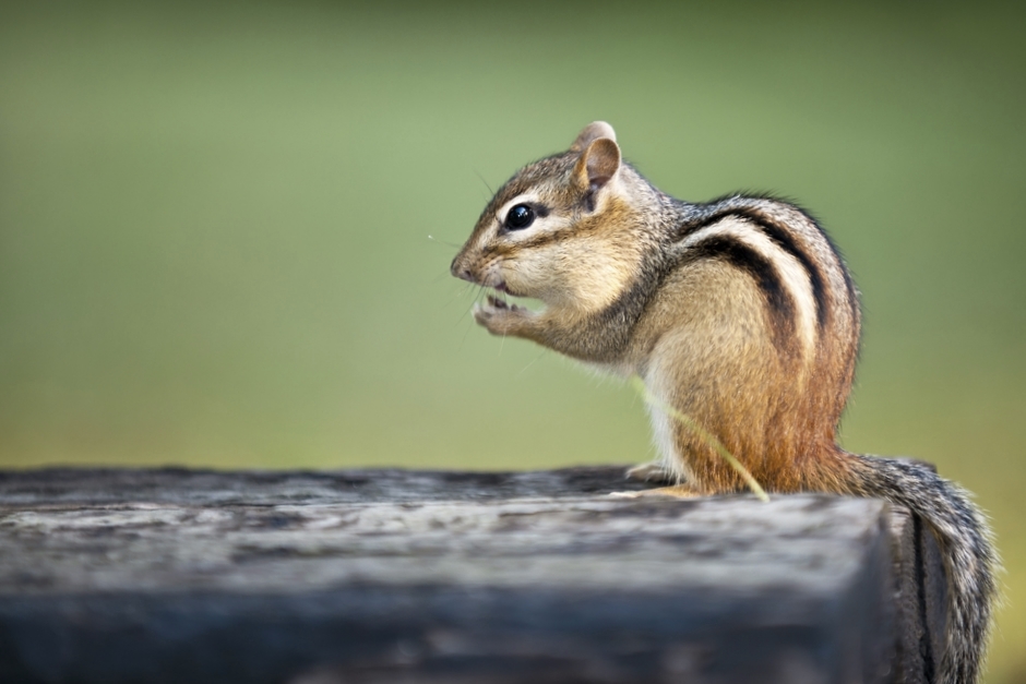 chipmunk