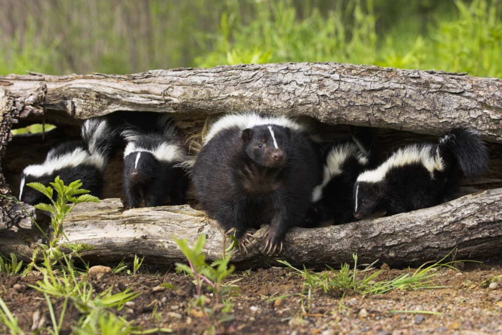 skunk family