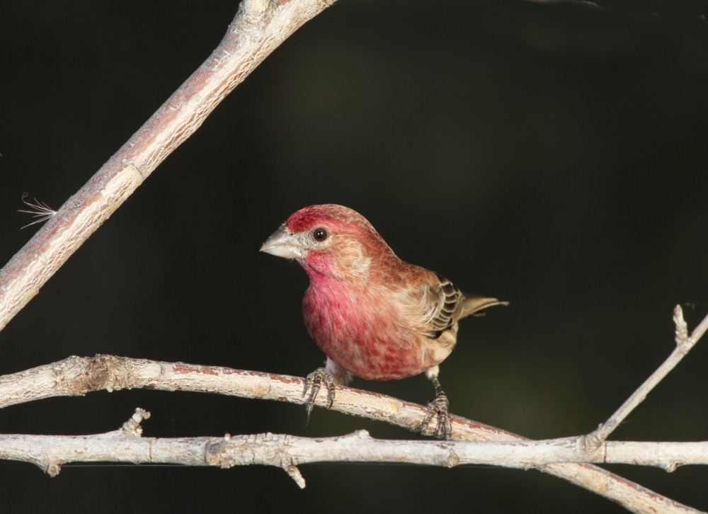 purple finch