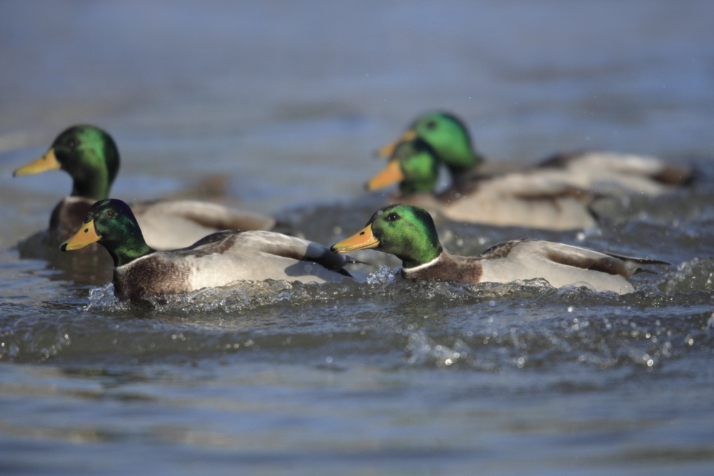 mallards