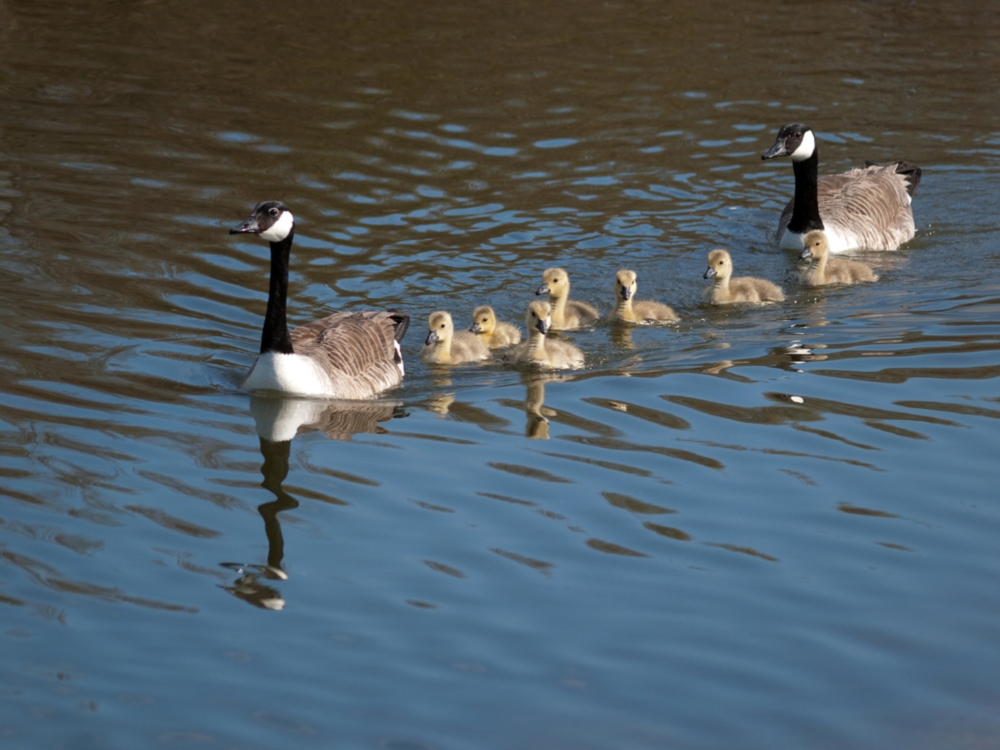 canada geese