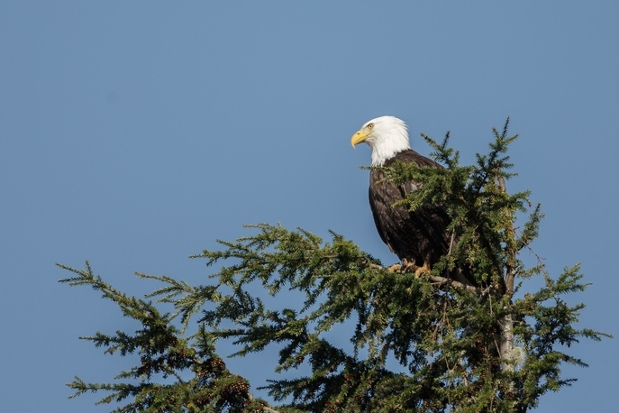 bald eagle