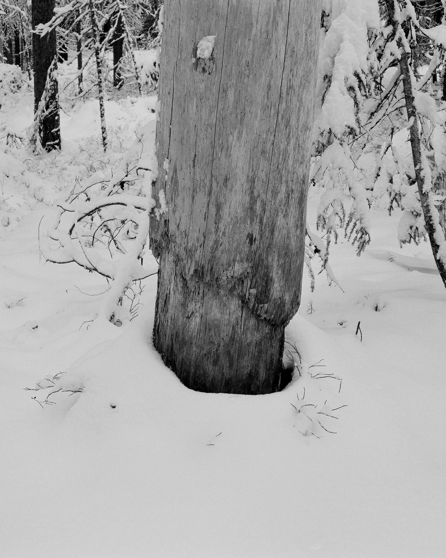 Kelo. Seitseminen, Finland, 2017.