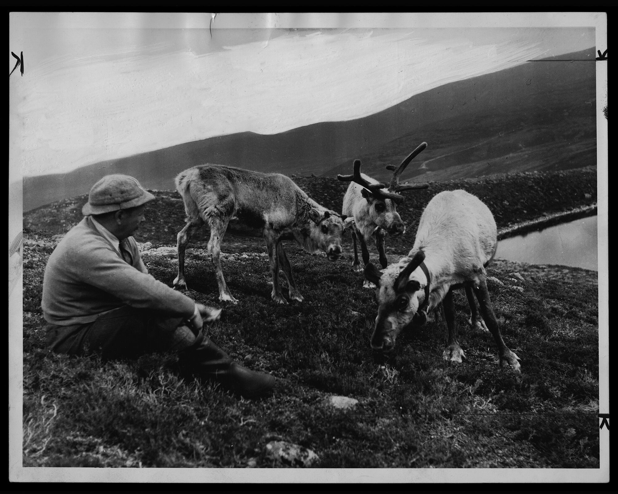  Found photograph of Mikel Utsi with his Lapland reindeer. Cairn Gorm, Scotland, 1959. (For reference only. Photographer and copyright: A. Morris, The Daily Telegraph). 