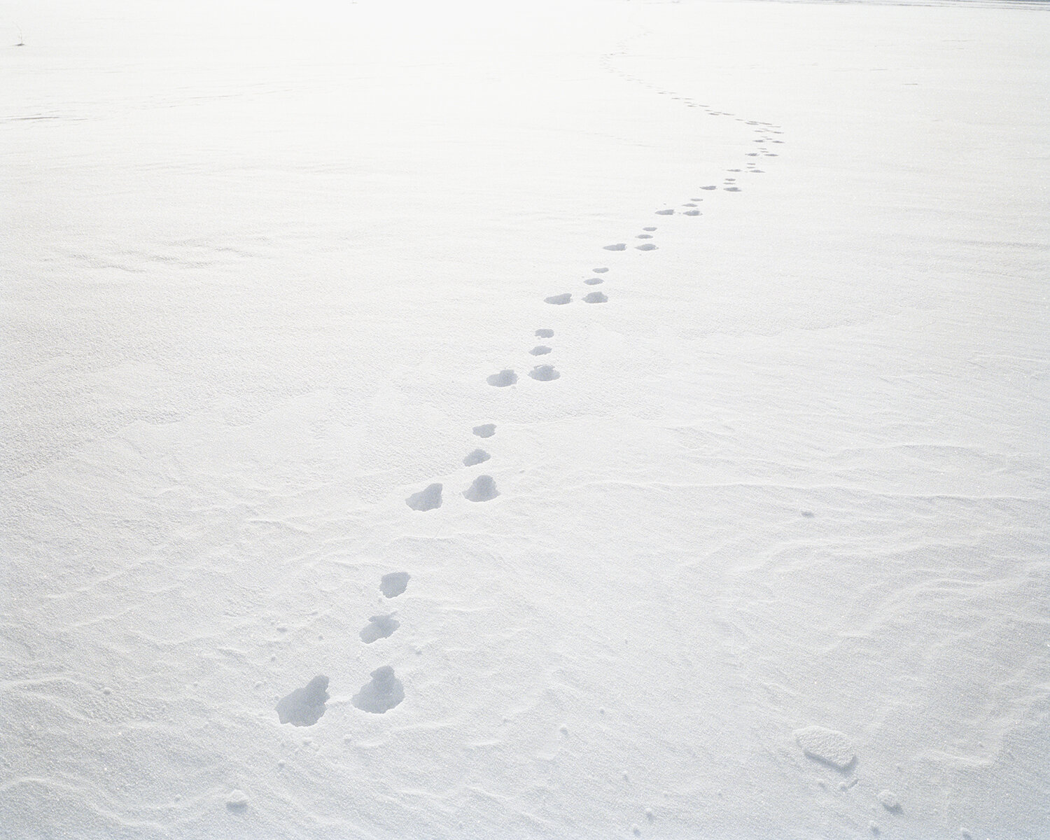  Hare tracks. Muonionjoki, Karesuando, Swedish-Finnish border, 2020. 