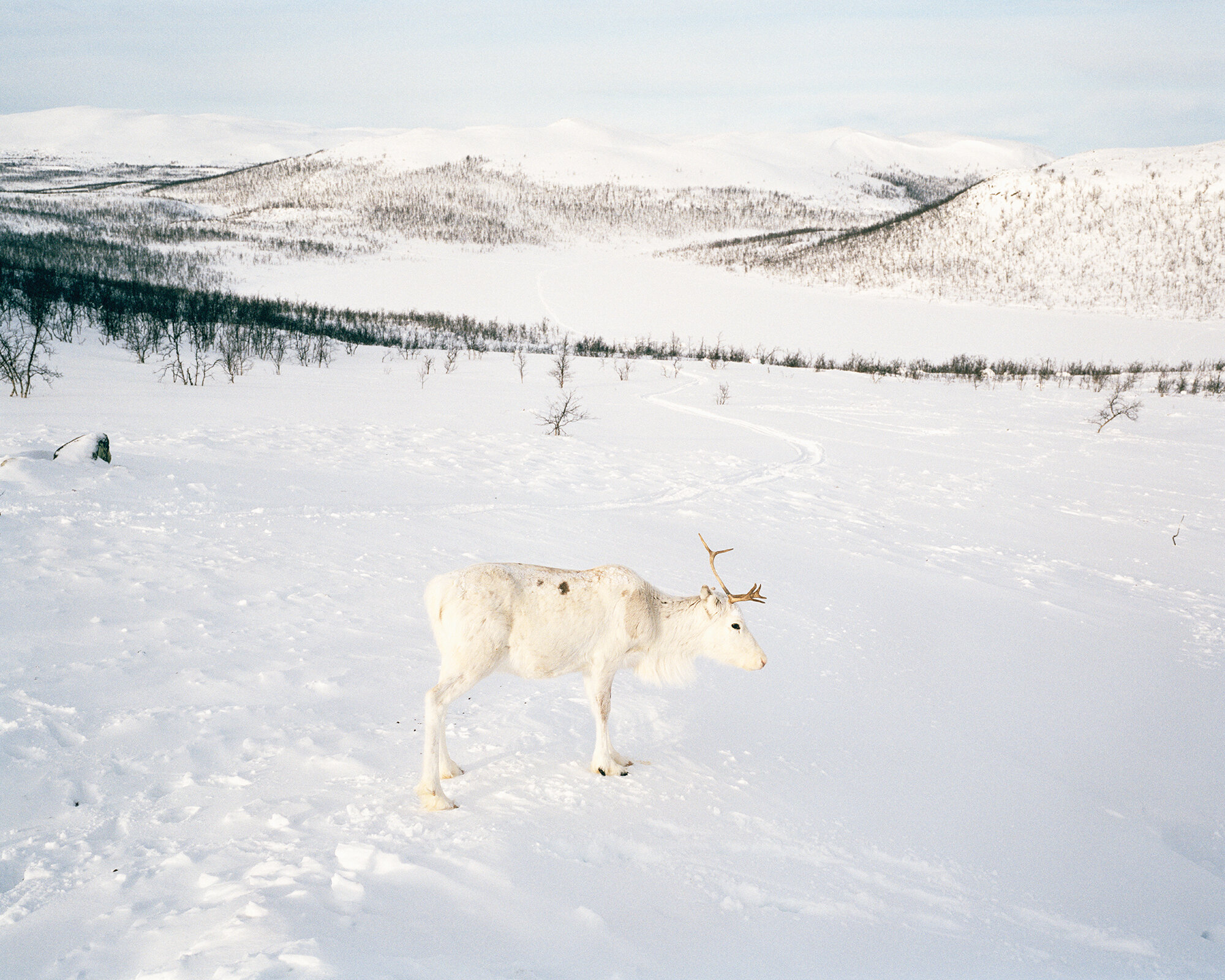  Reindeer. Duoibal, Kiruna kommun, Sweden, 2020.  