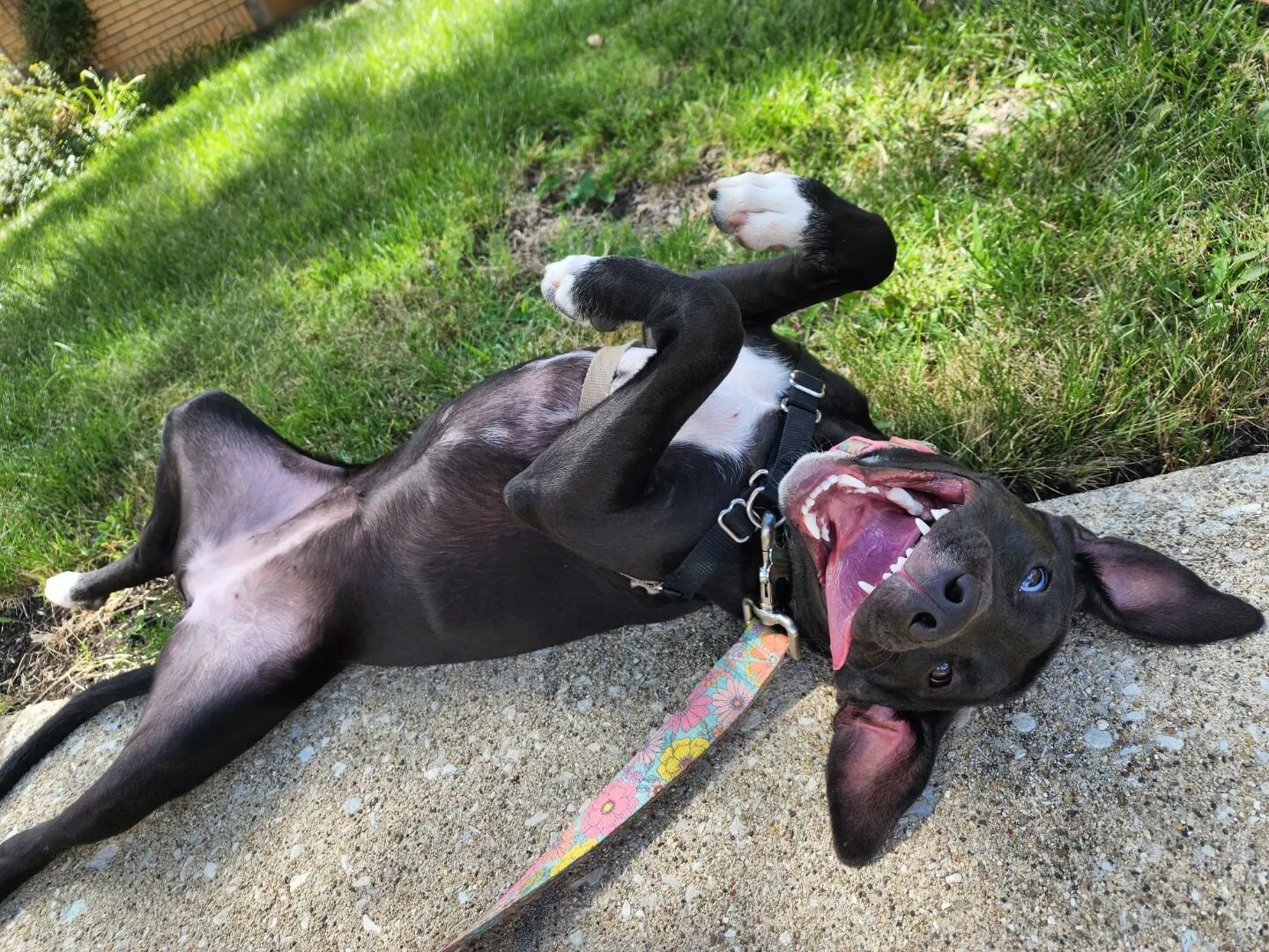 Callie is such a happy pup! She loves to play and go on walks and get belly rubs ^_^
#HaymarketHounds #HHCallie #dogwalker #dogwalking #chicagodogwalker