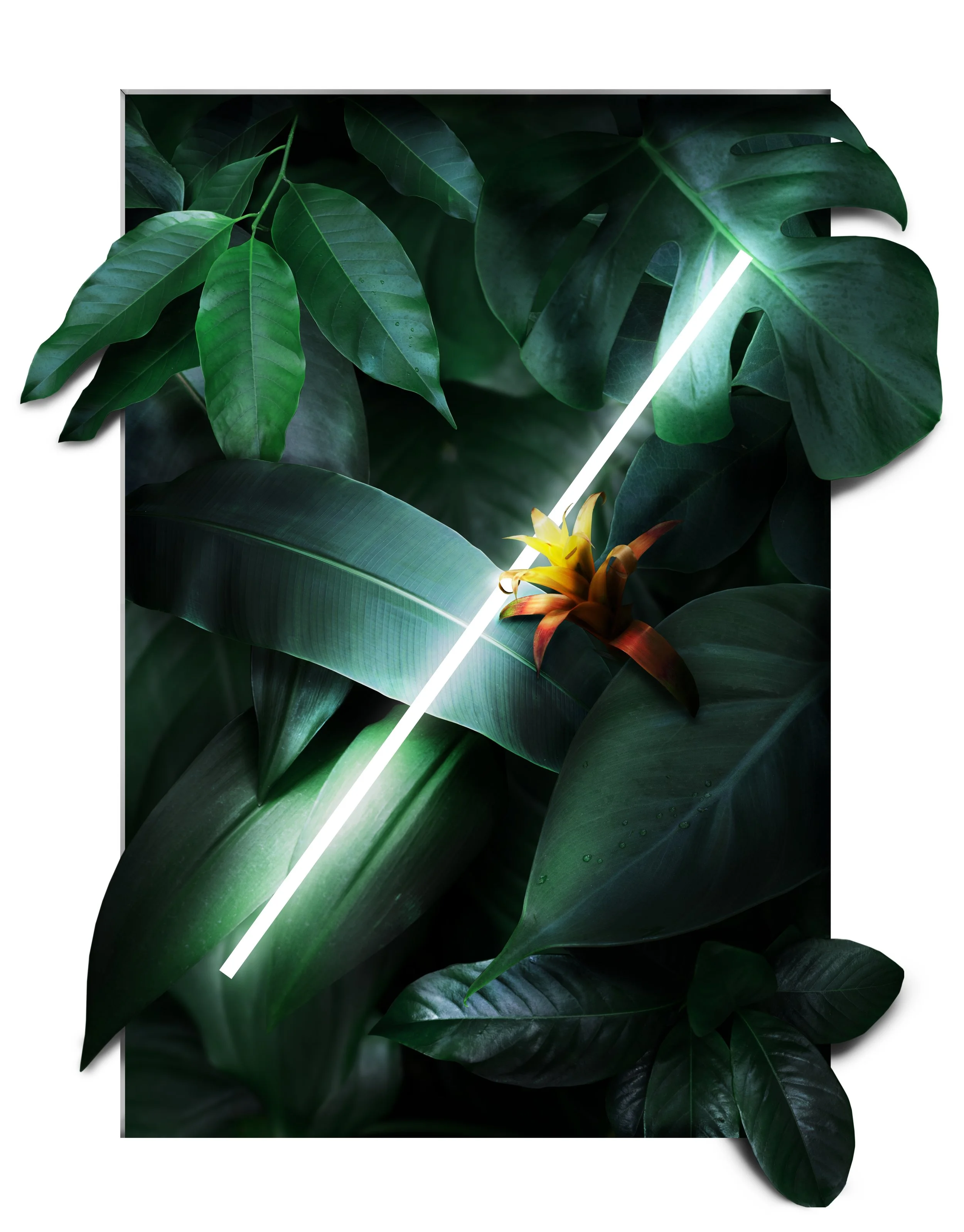 garden 6 white copy.jpg