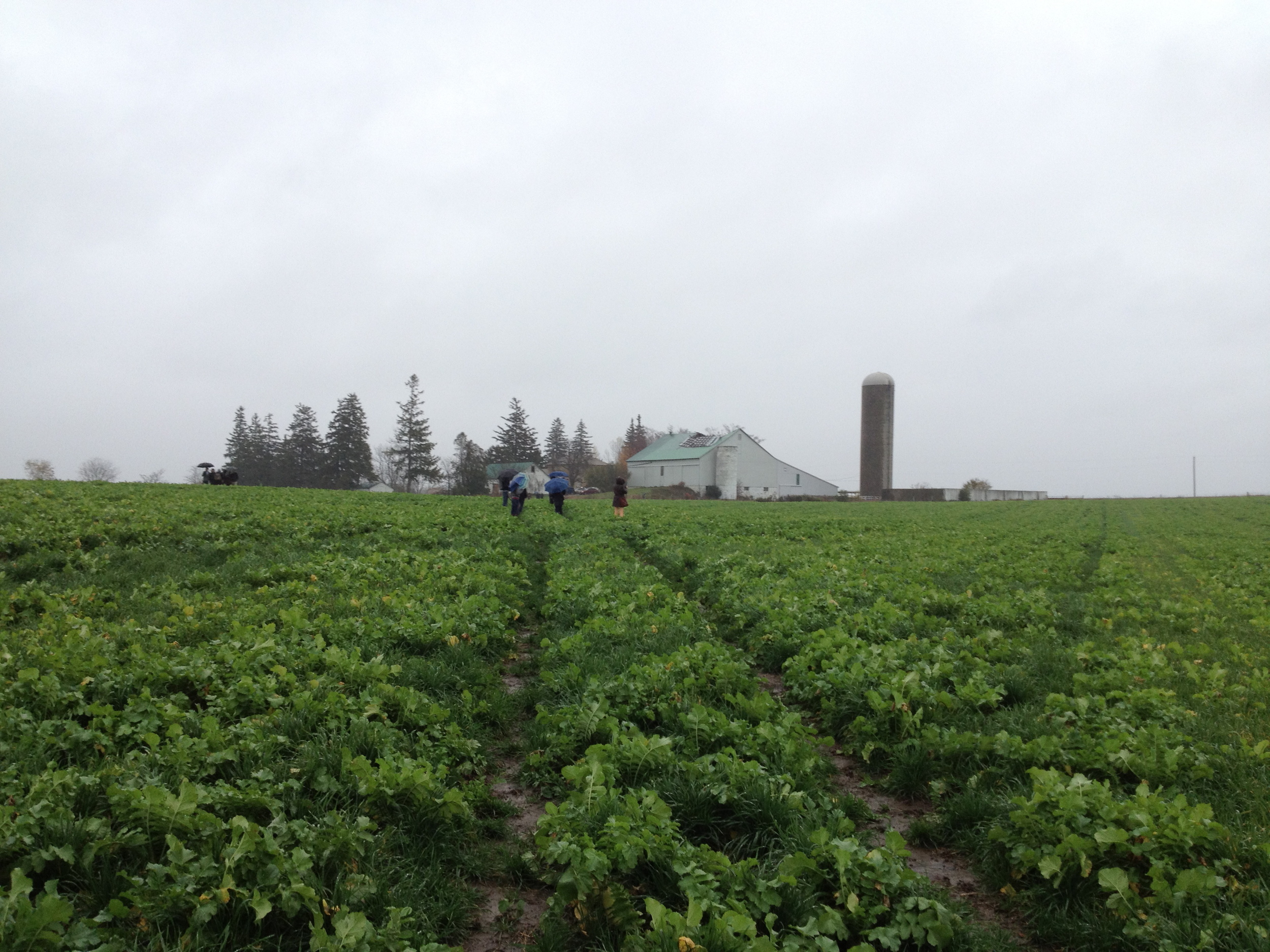 Keeping productive farmland in Waterloo Region