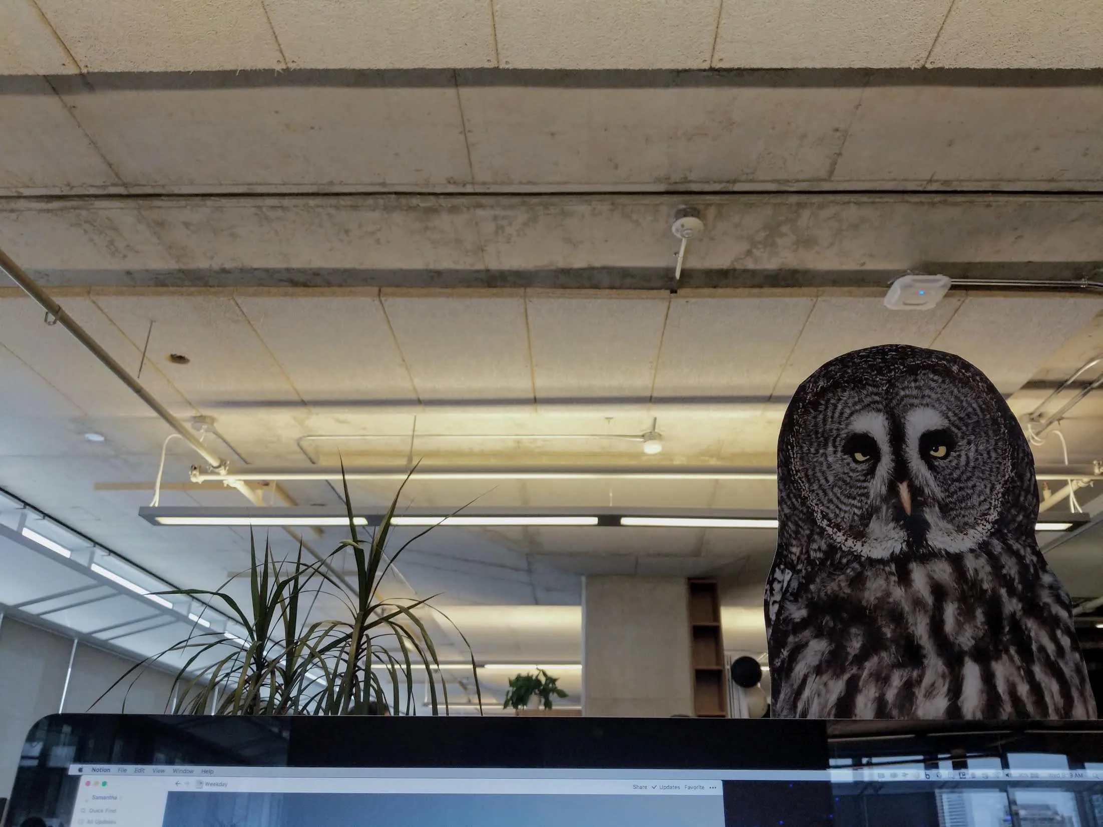 “Another year older, another year wiser” (I really just love this owl on my work monitor, no relation to this blog post but correlated owls being wise creatures)