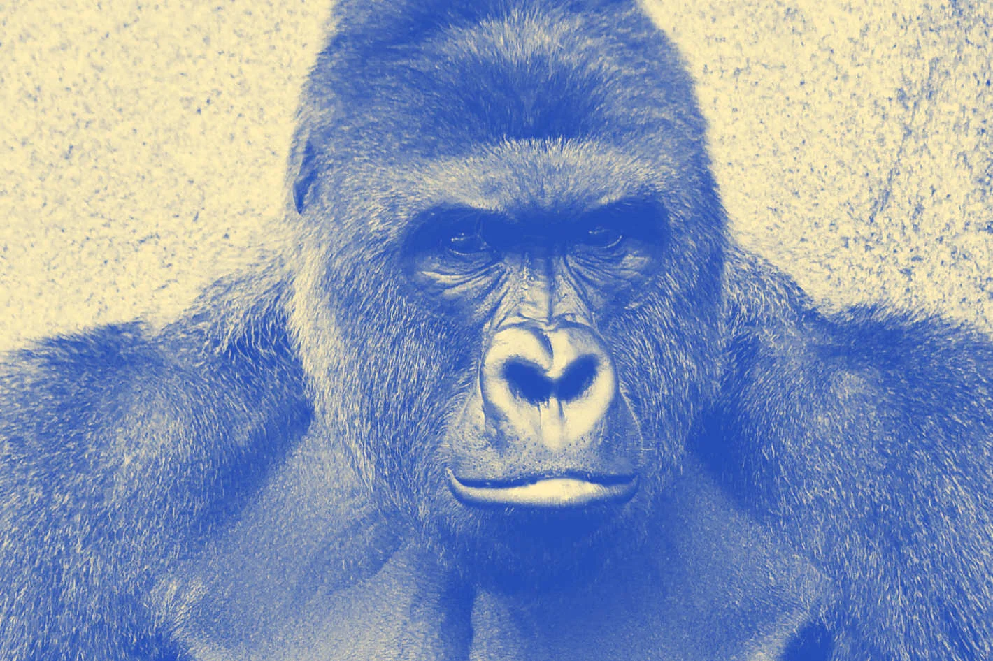 "Harambe is dead (R.I.P.), and no longer running for president, but Jill Stein wants to remind you that she still is." - NY Mag Photo: Cincinnati Zoo & Botanical Garden/Facebook