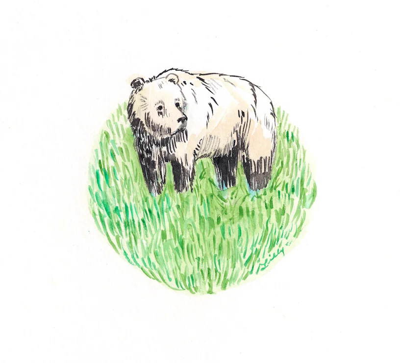 LillyLam_bear.jpg