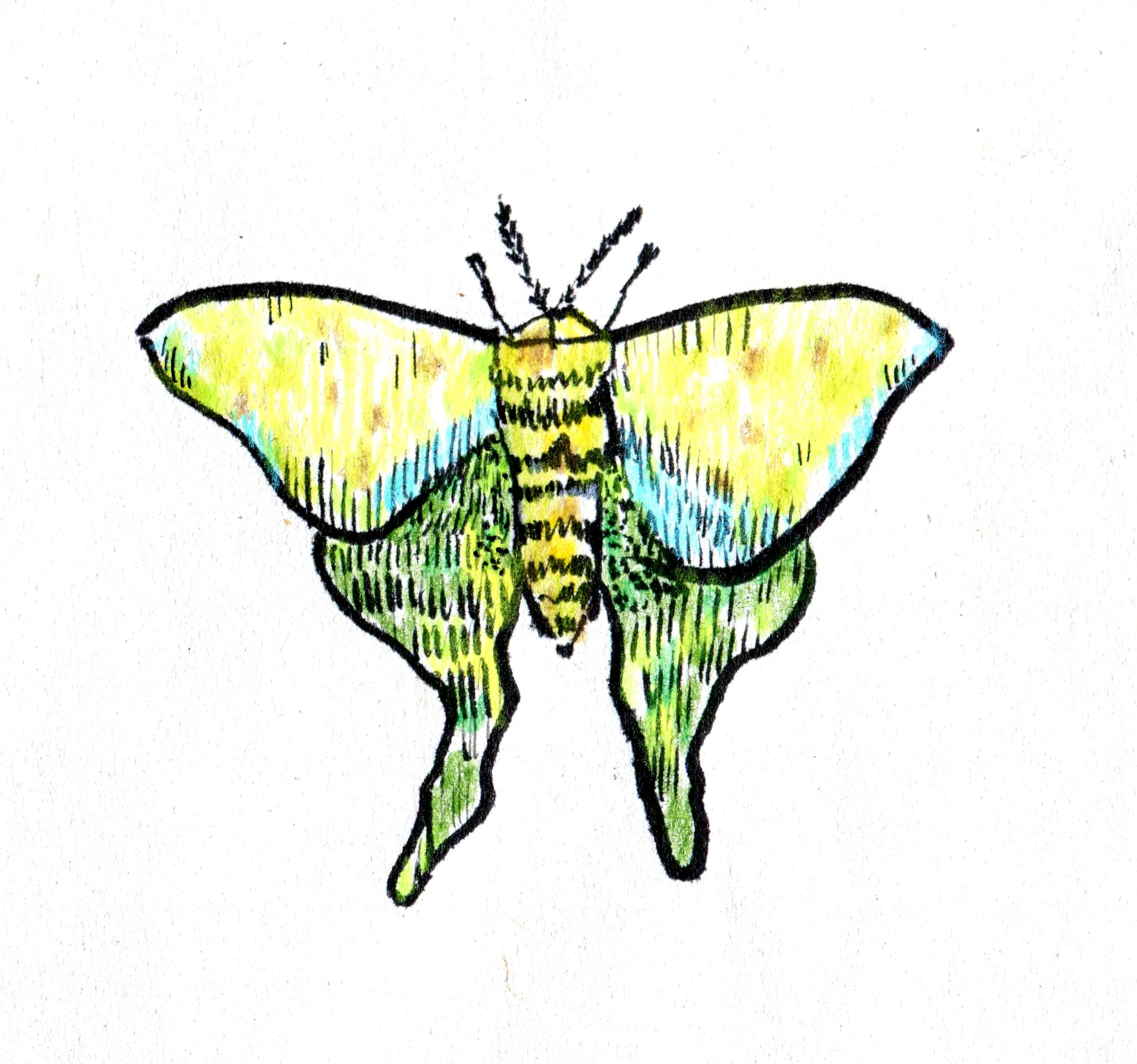 LillyLam_moth.jpg