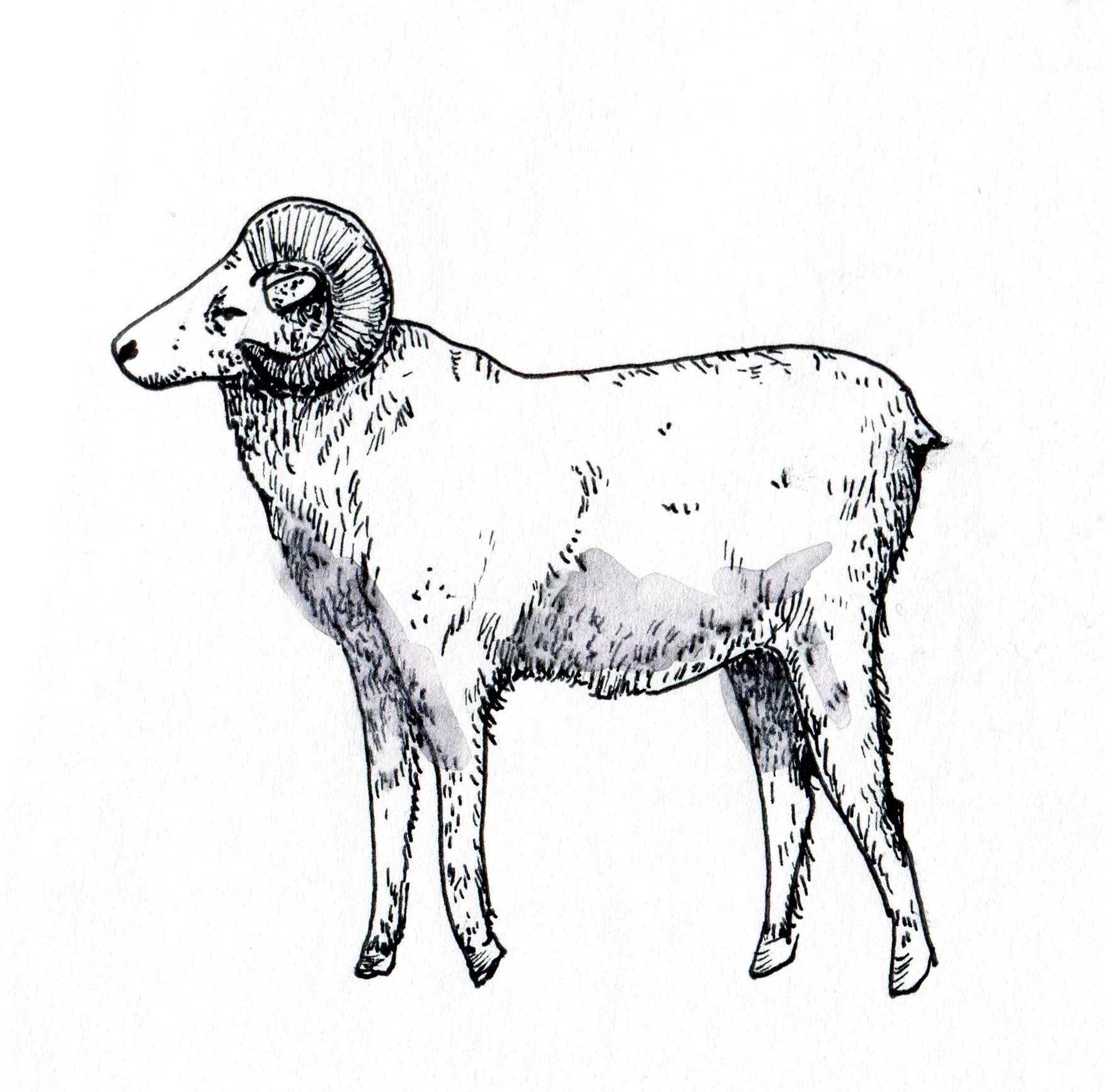LillyLam_ram.jpg
