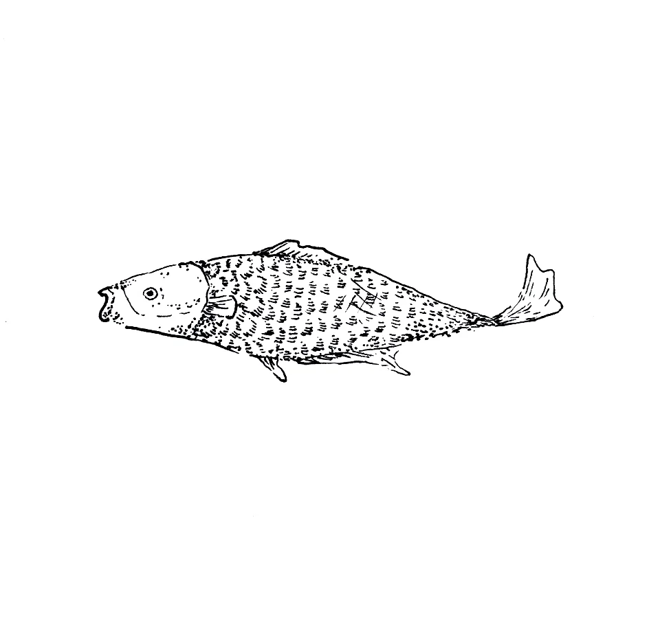 LillyLam_fish.jpg