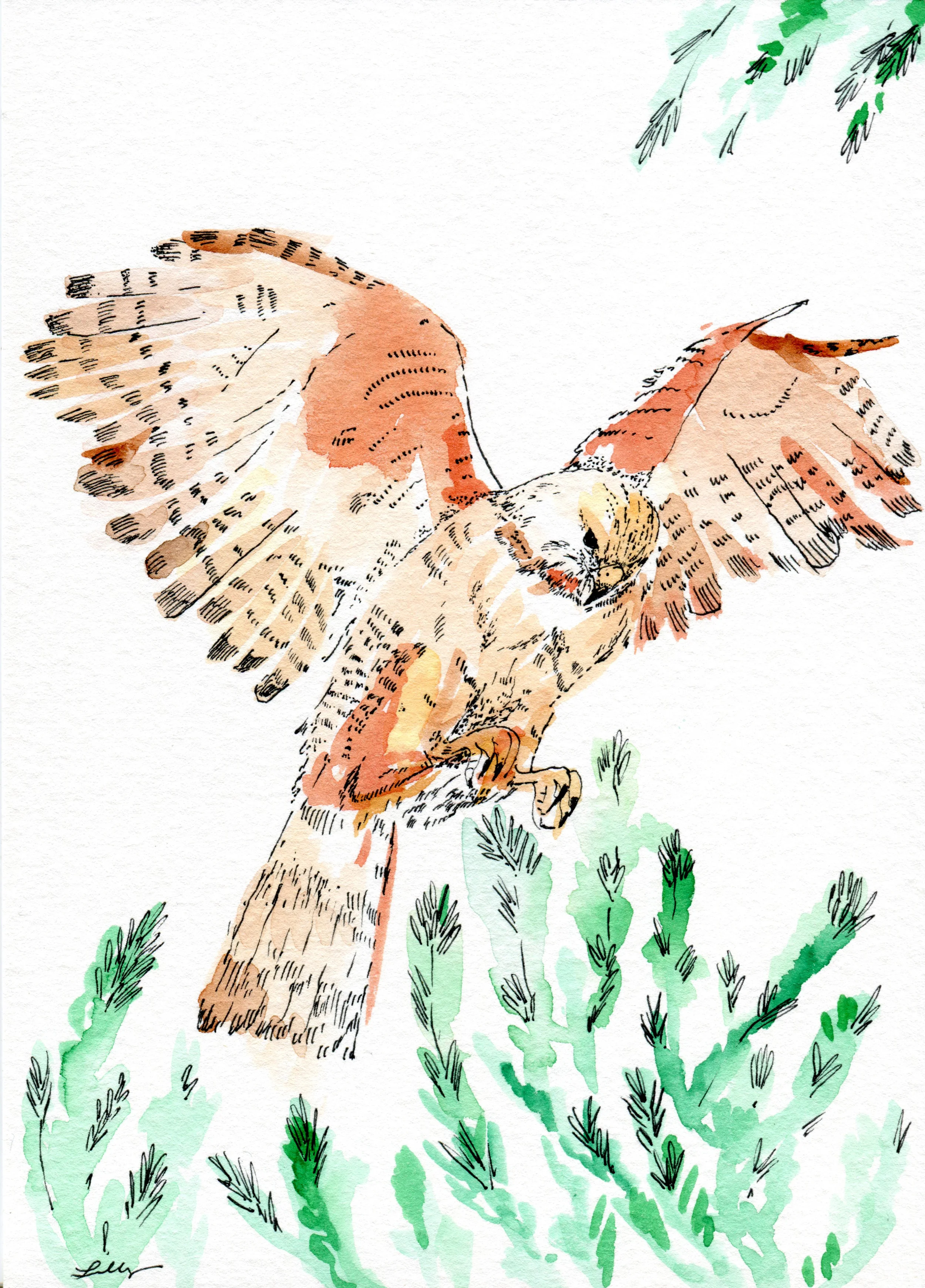 LillyLam_hawk.jpg
