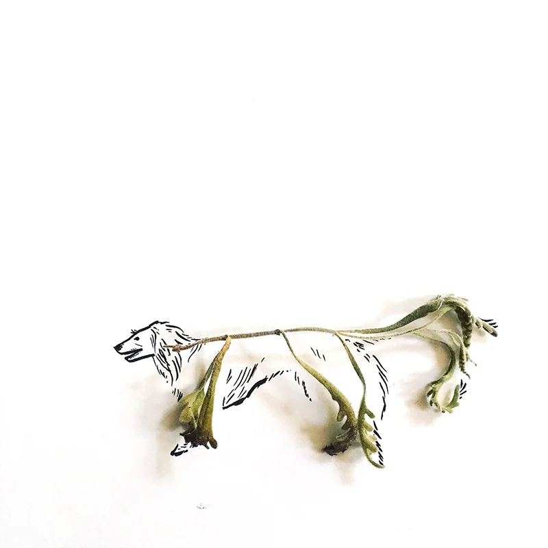 LillyLam_dog.jpg