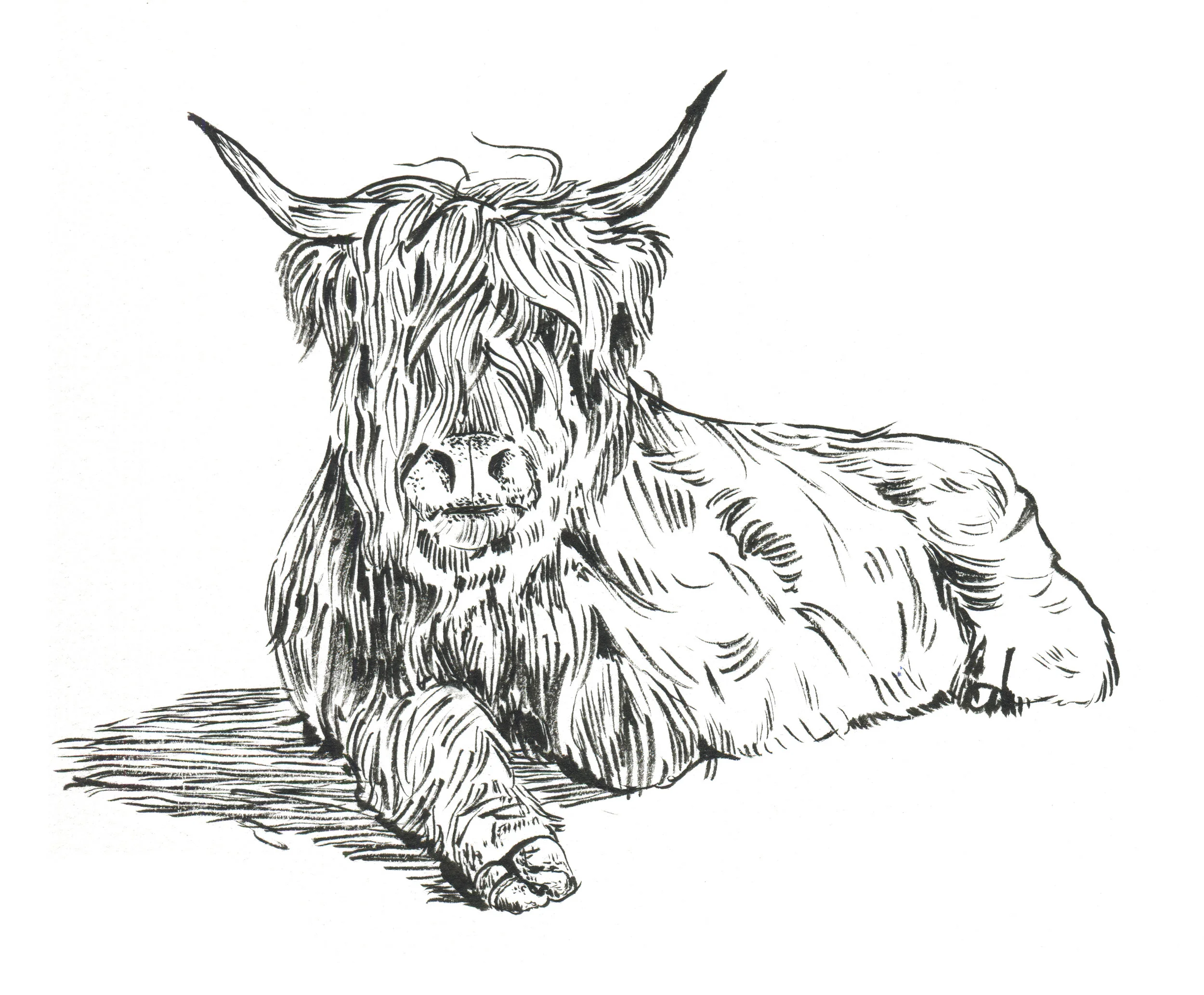 ScottishHighland_LillyLam.jpg