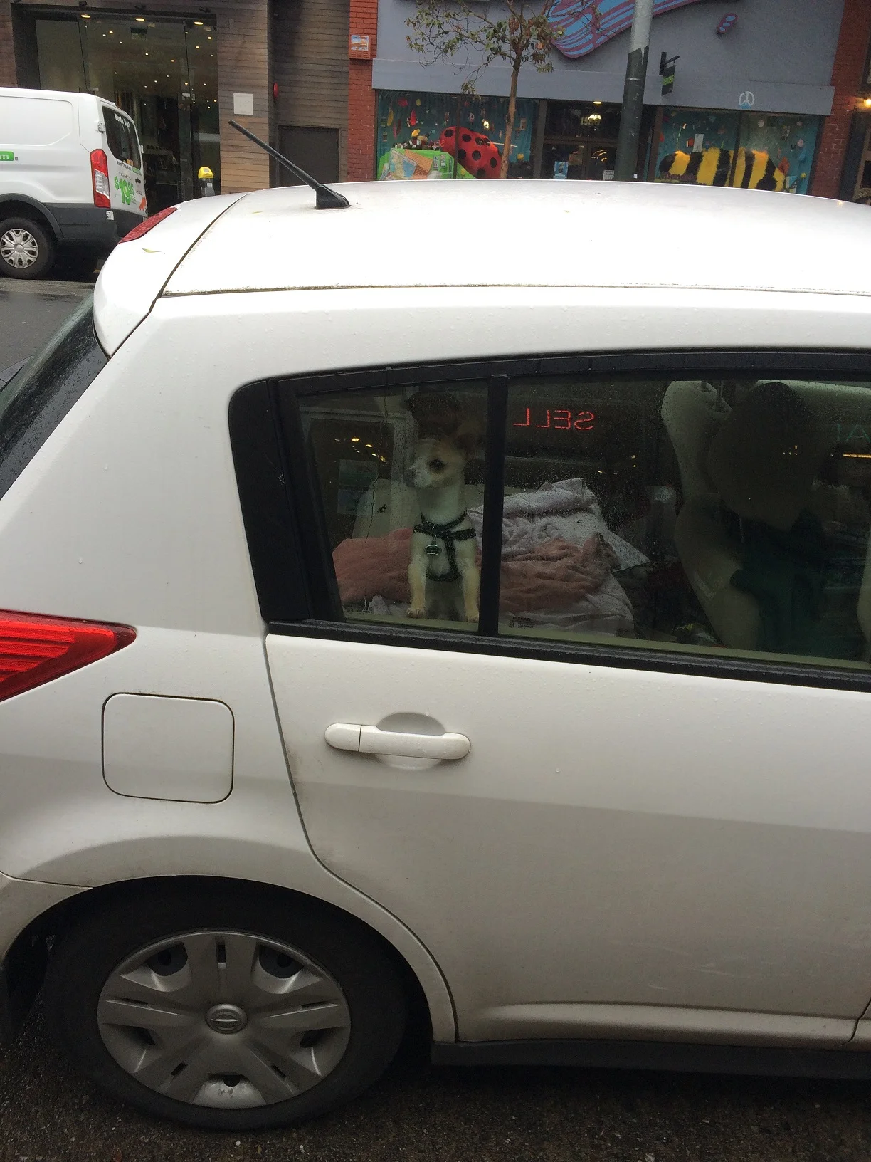 Dog in car 7 small.jpg