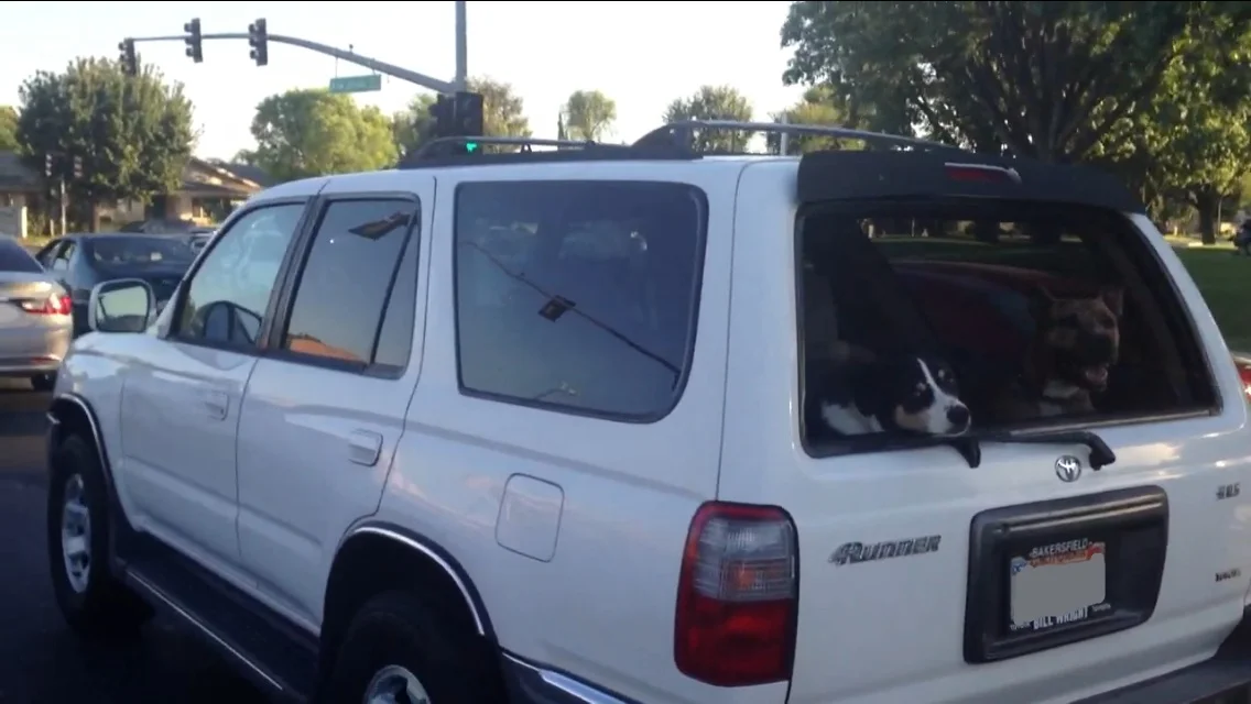 Dog in car 11 small.jpg