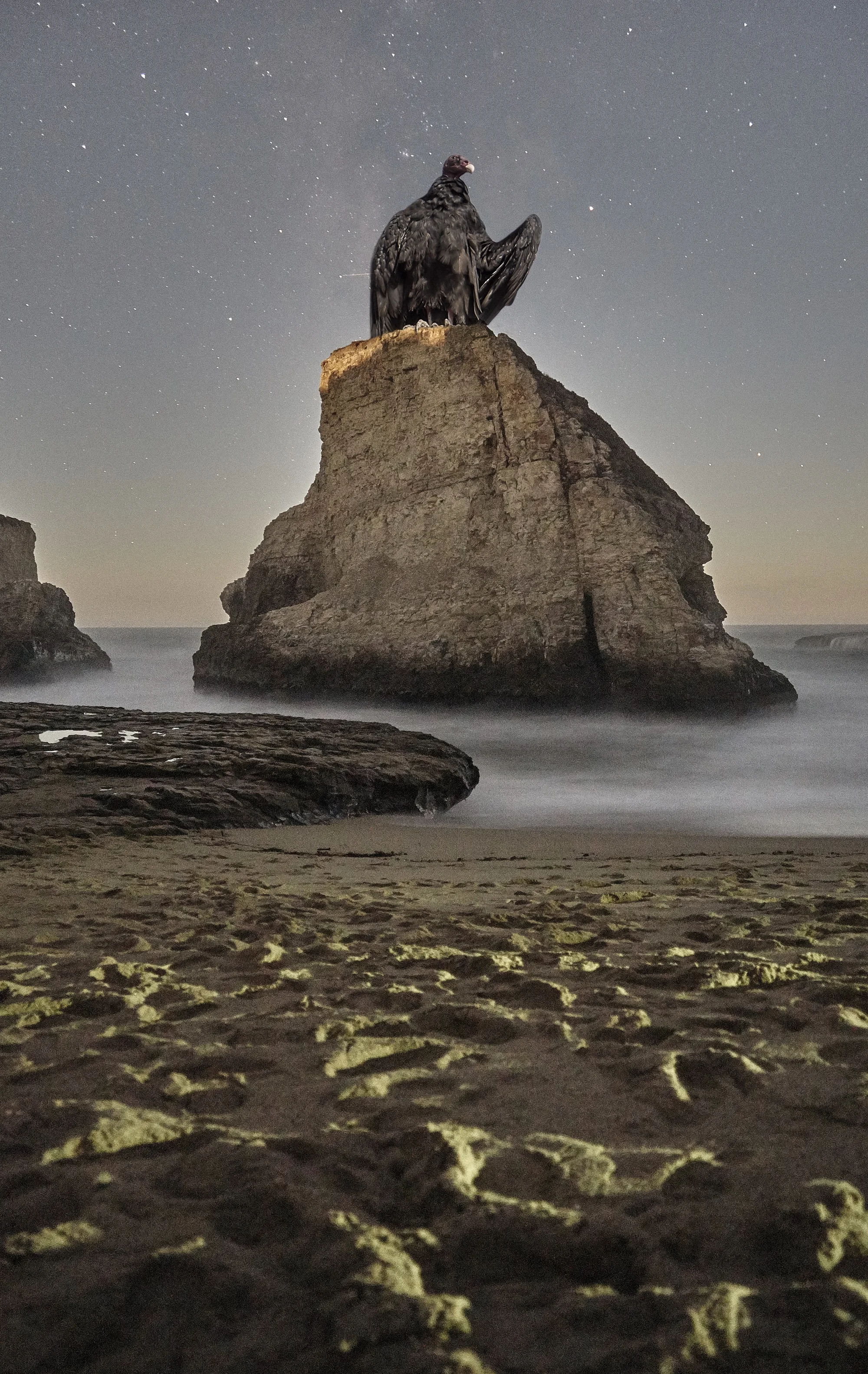 Bird Rock Website.jpg