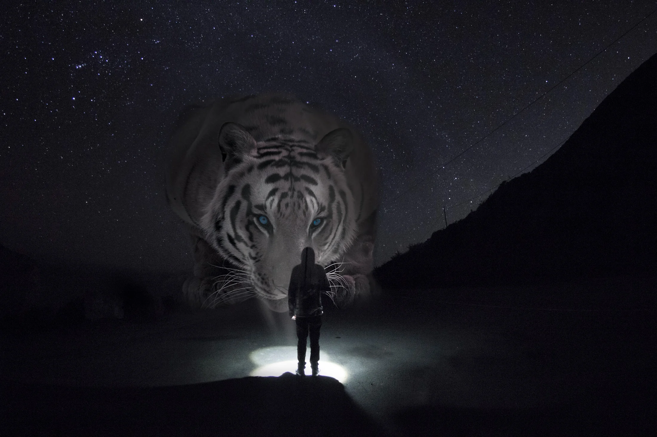 Sean Tiger 2 Website.jpg