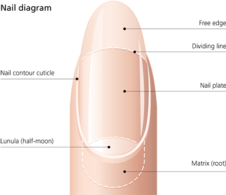 Nail diagram.png