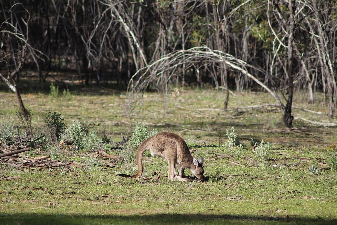 Flinders Ranges.jpg