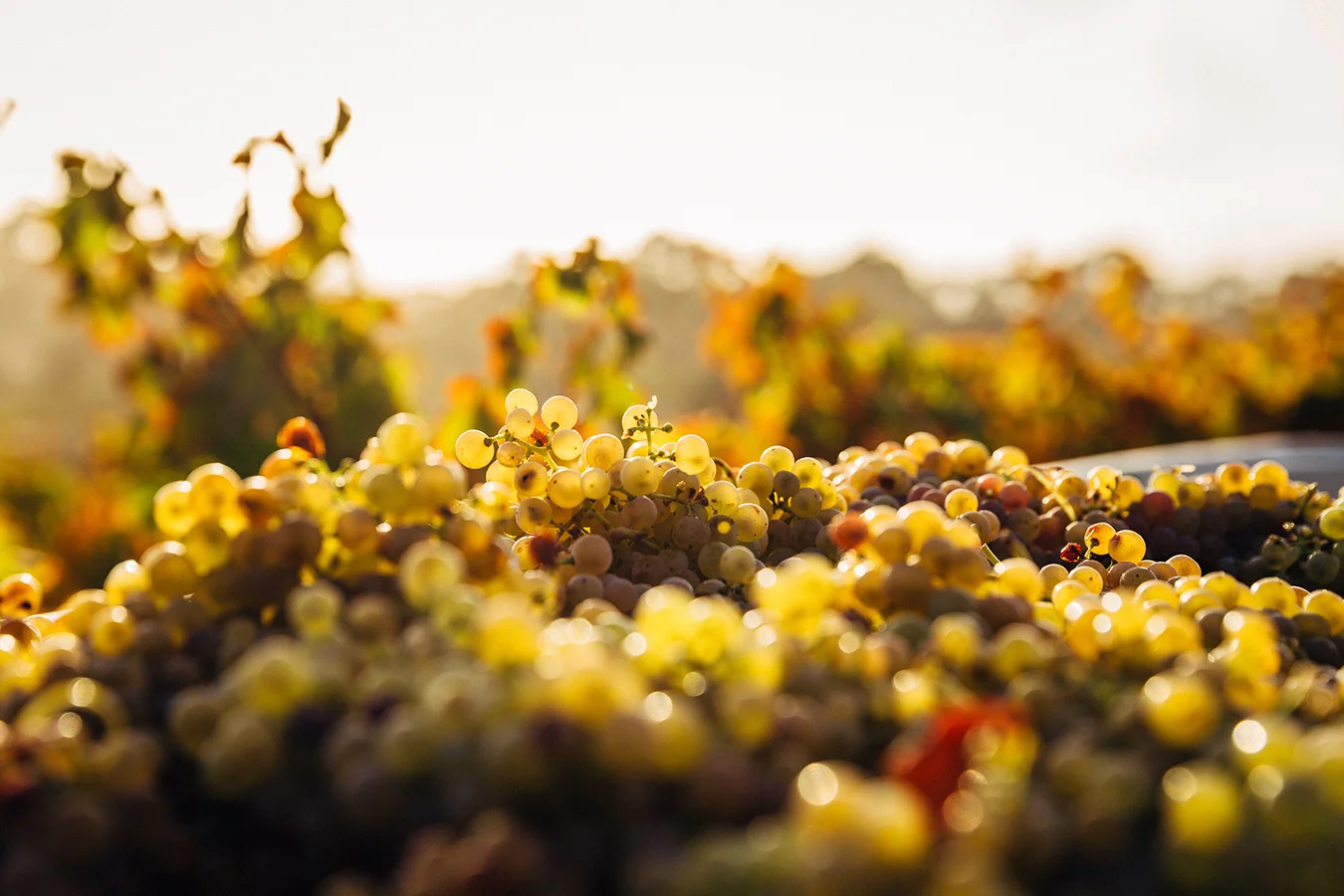 Barossa Valley.jpg