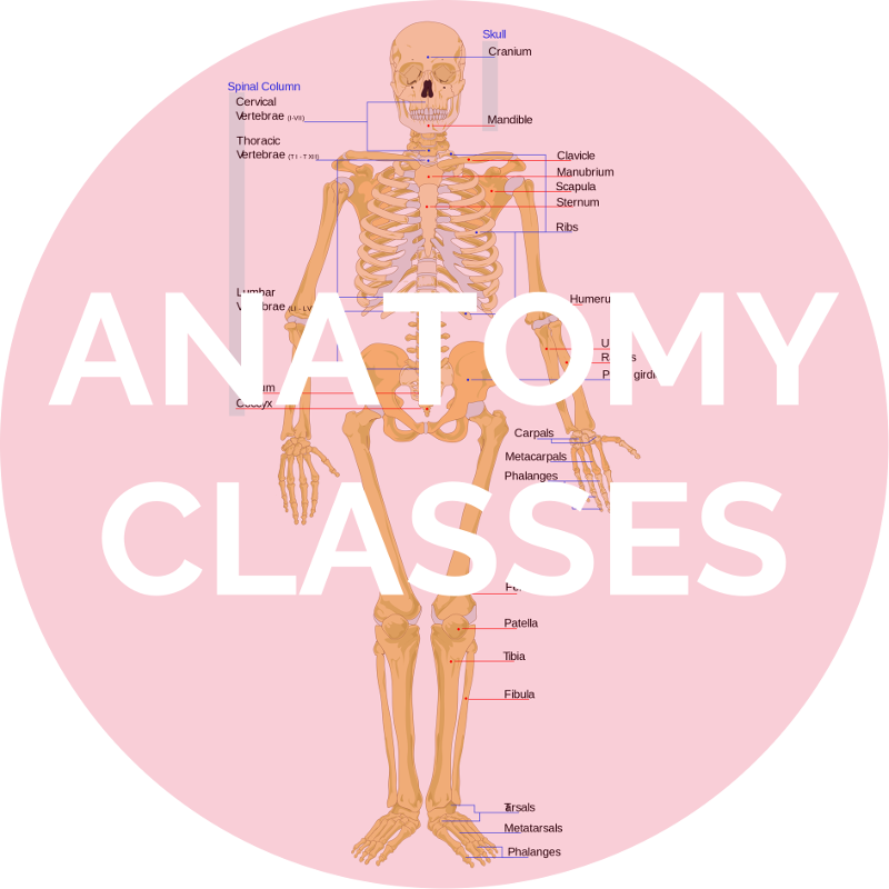 Anatomy Classes.png
