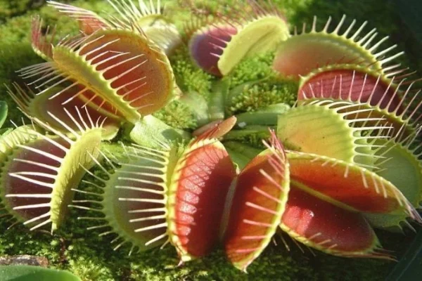 e-garden-10-venus-fly-trap-carnivorous-plant-original-imaek9gutze5sk9g.jpeg