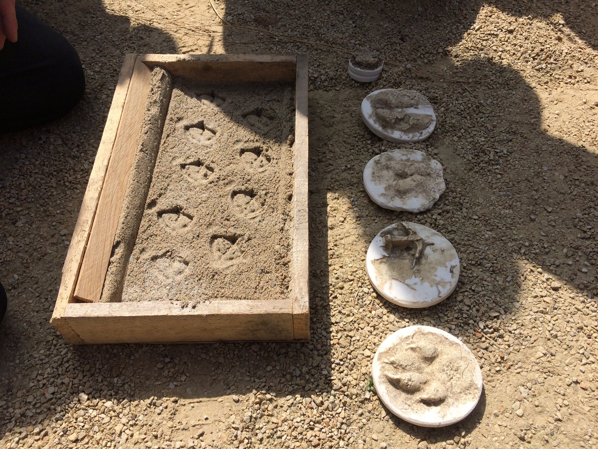  Superfolk had made casts of the animal prints they found close to their studio in Mayo. They used these to make animal prints in sand, and hid them throughout the garden for the children to discover.... 