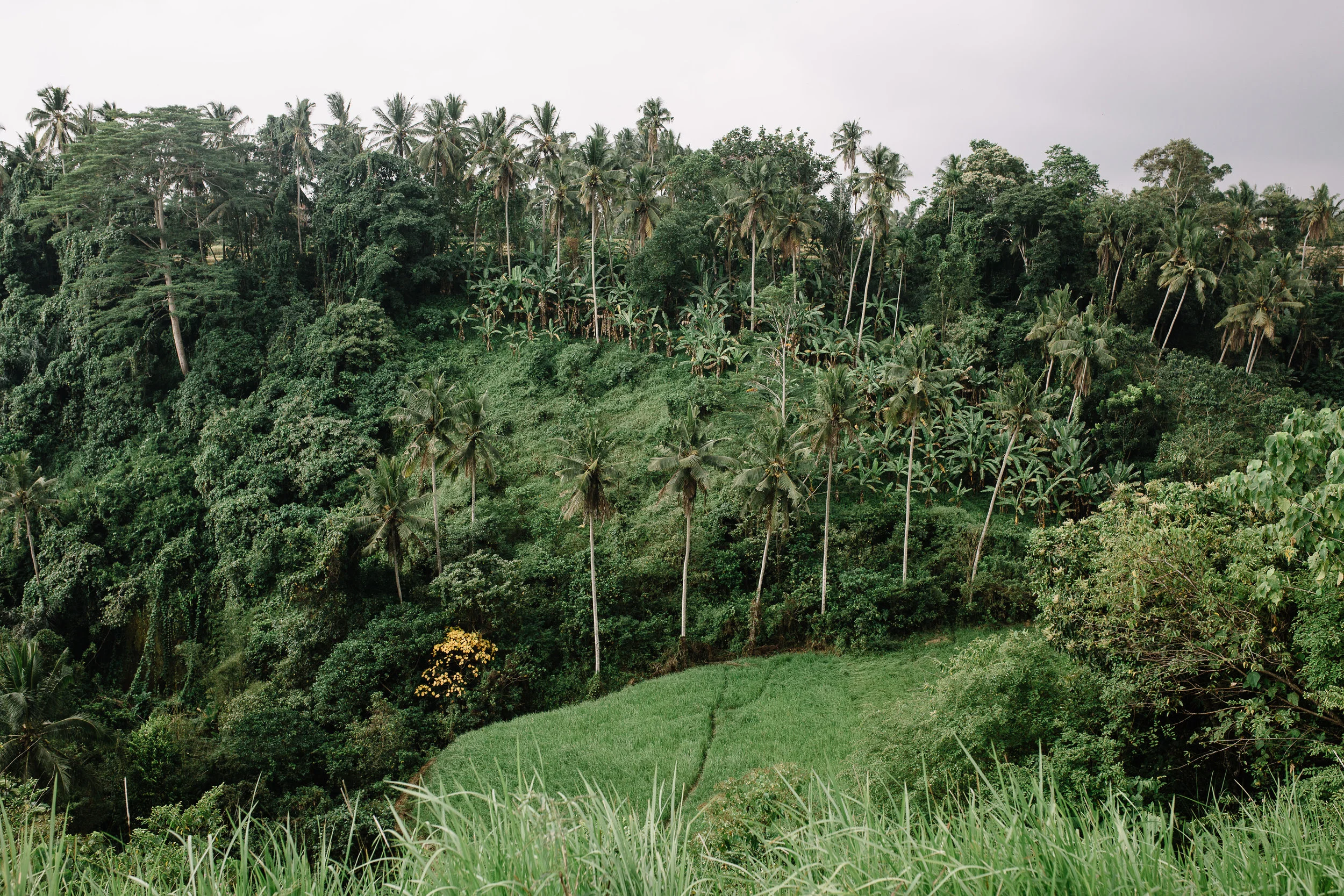 sailaway_in_bali.jpg