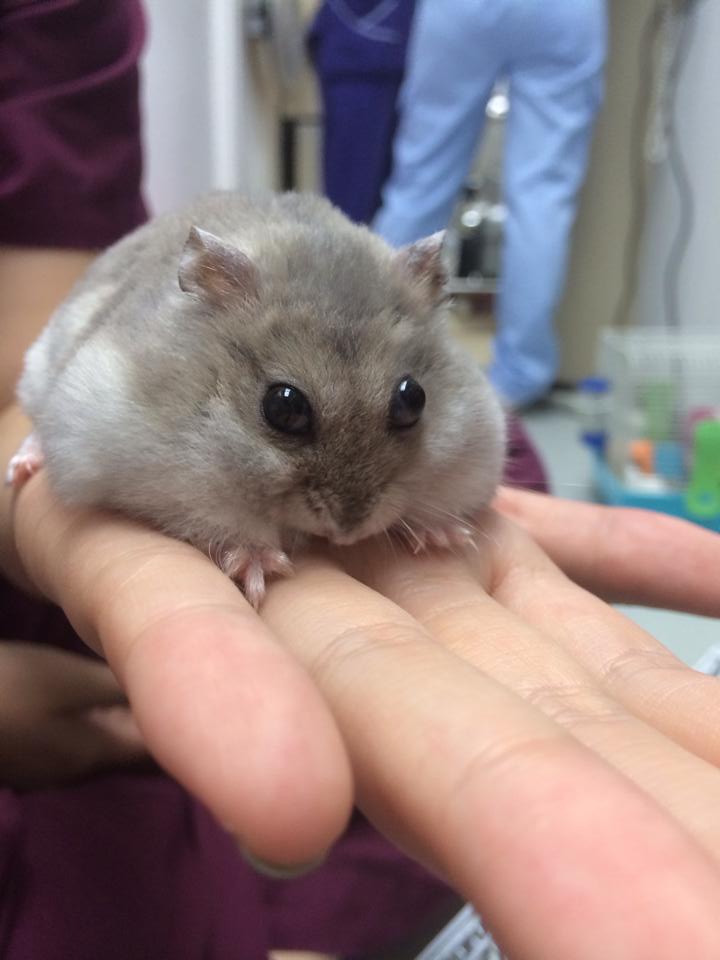 Overgrown Hamster Teeth