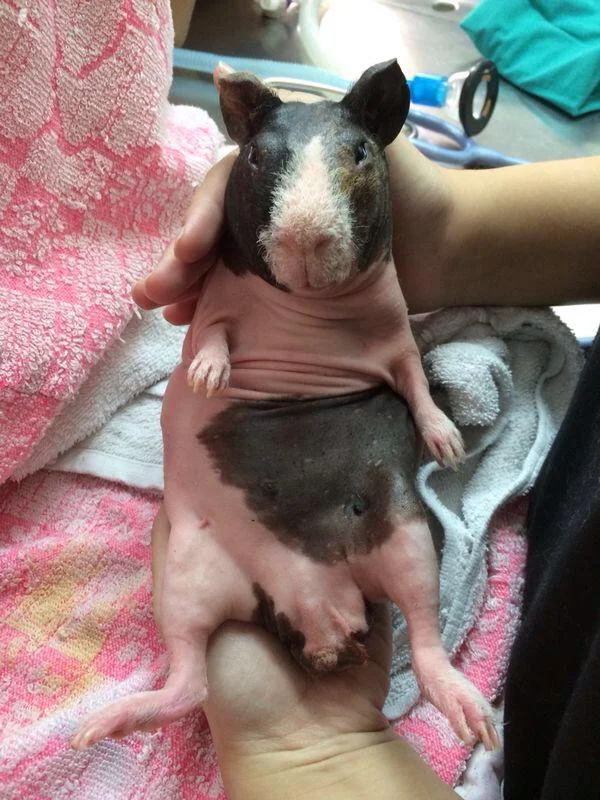 Petcare for Guinea Pigs
