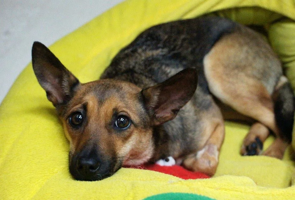 Petcare for Dogs