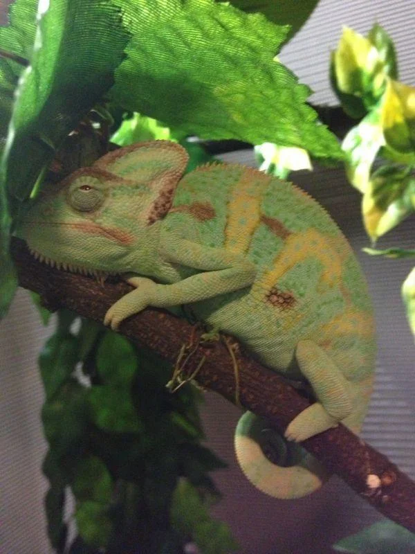 Petcare for Reptiles