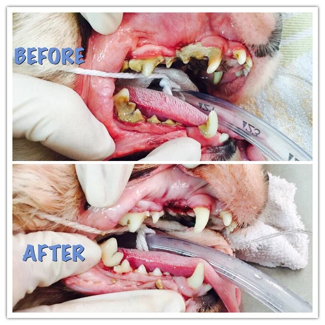 Dog and Cat Dental Month- september