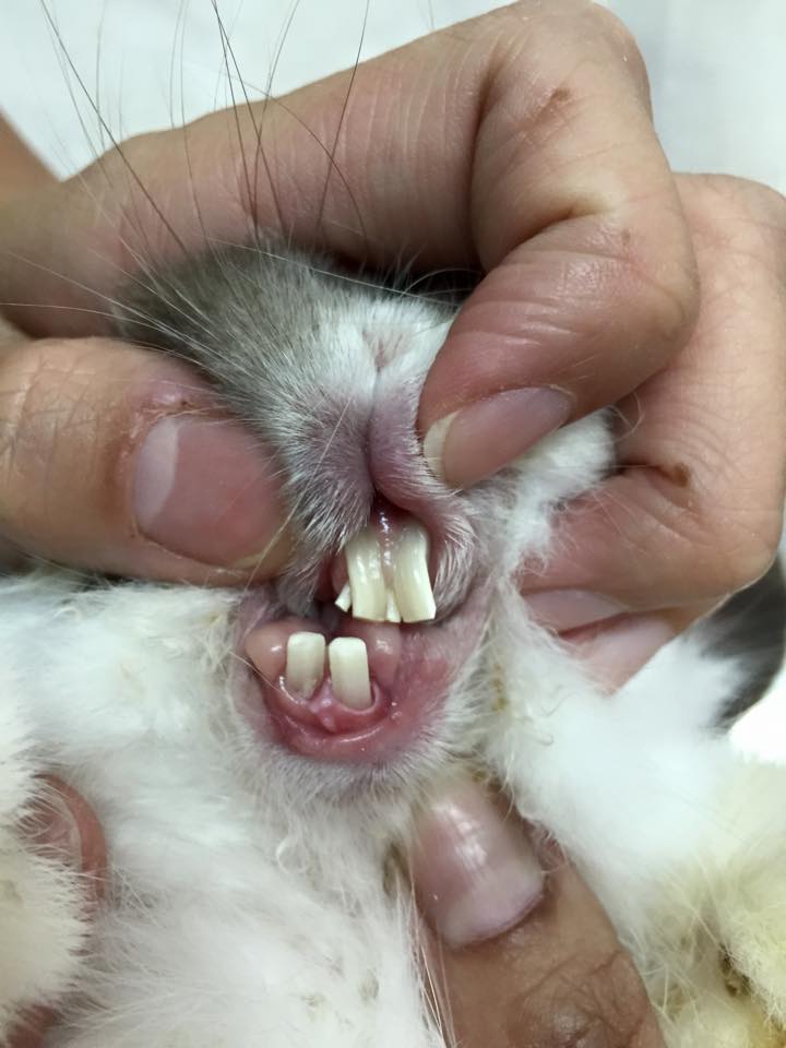 AFTER (we use the IM3 diamond disc cutters on our incisor trims, NOT a nail clipper!)