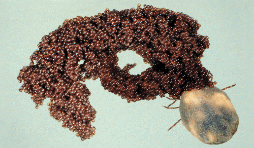 Female ticks can lay 3000-4000 eggs at a time after a blood meal.