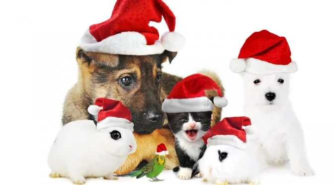  Monster Pet Vet would like to wish everyone Happy Holidays!! Image:CannonLinux