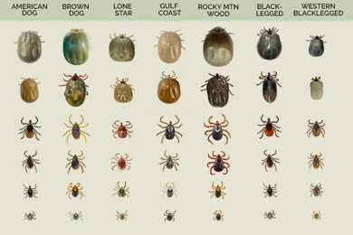 different types of ticks at their different life stages
