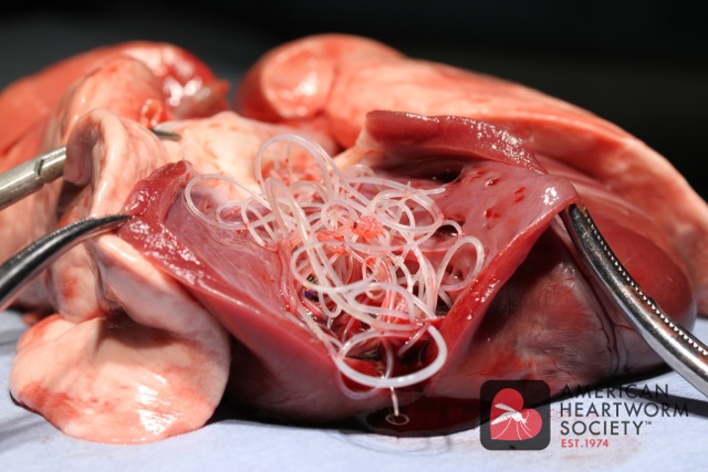 100s of heartworm from a dog’s infected heart =(