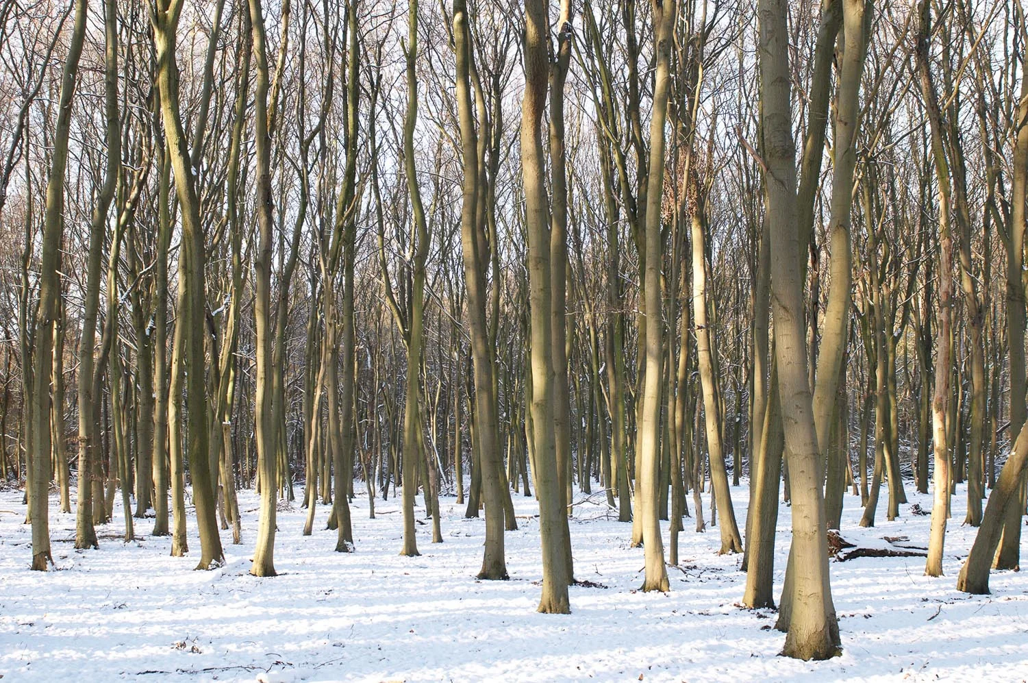 Redgrove_2WarrenSnow_54LR.jpg