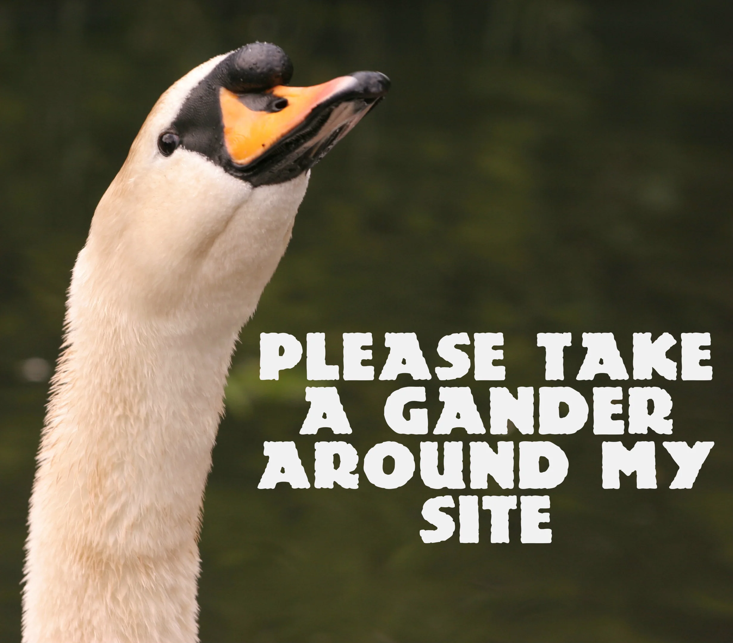 gander.jpg