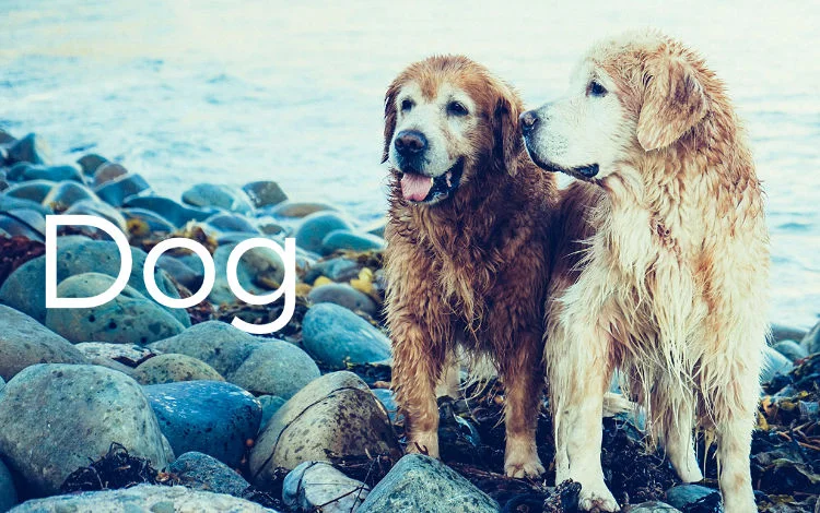 Antons Gowt Pet Shop 2025