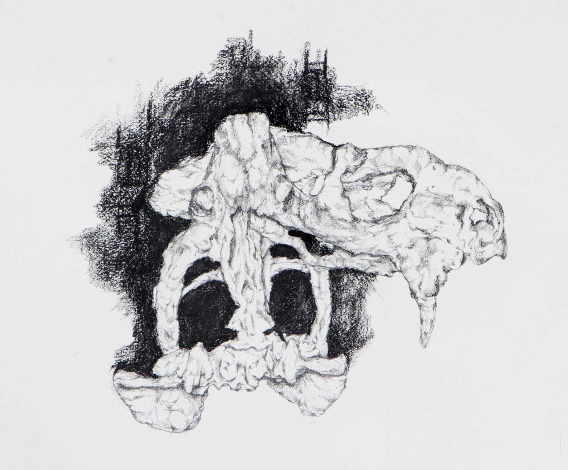 Dicynodon VD and Right Lateral